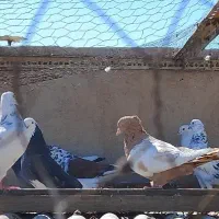 کبوتر کفتر