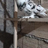 سه تا هما کاکل پاپر خون پاک اصیل|پرنده|گرمسار, |دیوار