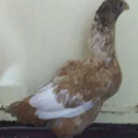 جوجه  لاری افغان اصیل|حیوانات مزرعه|جیرفت, |دیوار