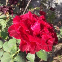 باغبانی.|خدمات باغبانی و درختکاری|شوشتر, |دیوار