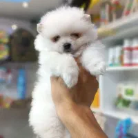 پامرانین بوفیس