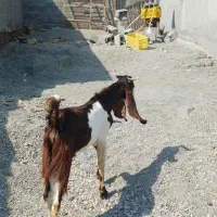 بز تالی پاکستانی آبستن وچپشت پاکستانی رودان|حیوانات مزرعه|بندرعباس, |دیوار