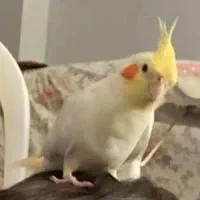 گمشده