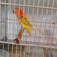 طوطی برزیلی رنگ خاص|پرنده|زرگرشهر, |دیوار