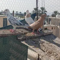 کبوتر|پرنده|جهرم, |دیوار