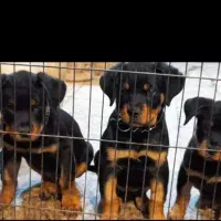 Rottweiler روتوایلر روتفایلر نگهبان دلقکی اروپایی|سگ|لاهیجان, جمهوری|دیوار