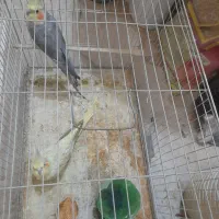 عروس هلندی|پرنده|محمدشهر, عباس آباد|دیوار