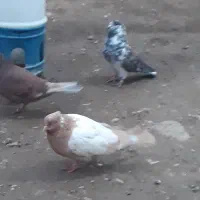 ماده زردگوره