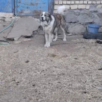سگ خراسانی