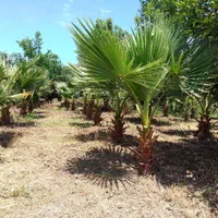 پالم واشنگتن|گل و گیاه طبیعی|رودسر, |دیوار