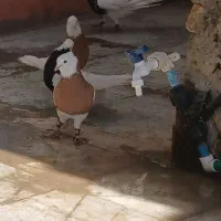 فروش کبوتر طوقی شهرستان نسل دار جفتی ۲۵۰۰