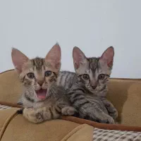 واگذاری دوتا بچه گربه ماده ۳ماهه