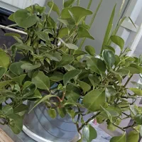 گل طبیعی|گل و گیاه طبیعی|دهگلان, |دیوار