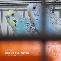 مرغ عشق نروماده مولد