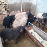 میش و بره|حیوانات مزرعه|جوادآباد, |دیوار