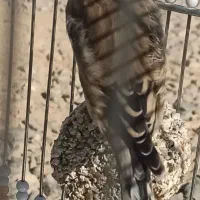 دو عدد سهره قناری|پرنده|شاهین‌شهر, شهرک ردانی پور|دیوار