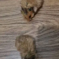 بچه همستر فقط ۲۴۰|موش و خرگوش|شیراز, ارم|دیوار