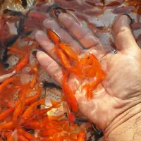 ماهی گلدفیش شب عید|ماهی|سنگر, |دیوار