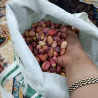 پسته تازه