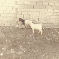 بیگ بز بره میش|حیوانات مزرعه|دزفول, |دیوار