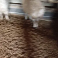 میش جوان کشتاری|حیوانات مزرعه|شیروان (خراسان), |دیوار