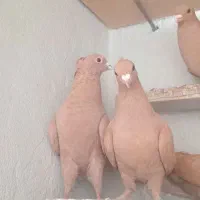 دو جفت نرماده زرد کرمانی|پرنده|مه ولات, |دیوار