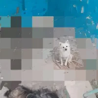 سگ پاکوتاه ماده سالم و بازی گوش حرف گوش کن|سگ|سرعین, |دیوار