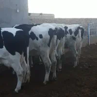 گاو تلیسه|حیوانات مزرعه|نیشابور, خط کاشمر|دیوار