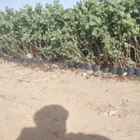 نهال پسته|خدمات باغبانی و درختکاری|قزوین, |دیوار