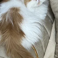 پرشین کت ماده