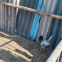 گمشده