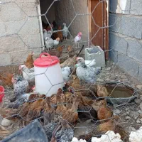 جوجه دورگ و گلپایگانی