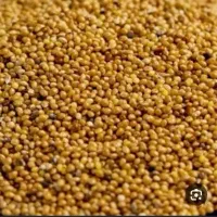 دانه ارزن به تعداد موجود