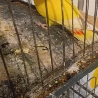 سلام یک عدد طوطی برزیلی نر