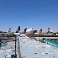 کبوتر یه جایی|پرنده|سریش آباد, |دیوار