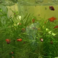 انواع گیاهان آکواریومی مقاوم و بدون نیاز به CO2|ماهی|تهران, گلستان (شهرک راه آهن)|دیوار