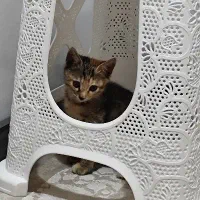 واگذاری رایگان بچه گربه دوماهه