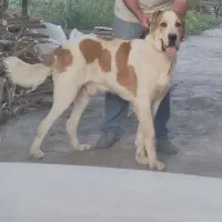 واگذاری سگ نگهبان آلابای|سگ|سرخنکلاته, |دیوار