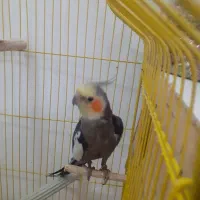 عروس هلندی جفت