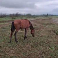 اسب نریون خوش تیپ