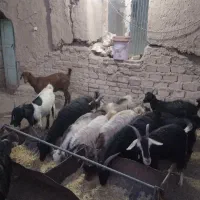 بز بره بزغاله بز بزغاله