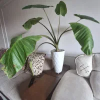 گل با با آدم