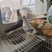 گلین وشویدی نروماده|پرنده|خمینی‌شهر, |دیوار