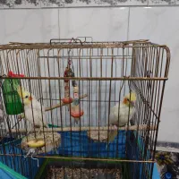 یه جفت عروس هلندی همراه با قفس نر وماده دستی