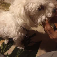 سگ نجات دار