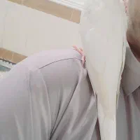 عروس هلندی|پرنده|زهک, |دیوار