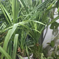 گل پاندانوس|گل و گیاه طبیعی|قدس, شهرقدس|دیوار