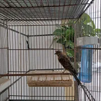 سهره قناری چونه سفید ابلغ وسینه سرخ قناری سوپری|پرنده|قزوین, |دیوار