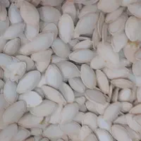 تخمه کدو درجه یک نو