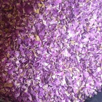 گل محمدی